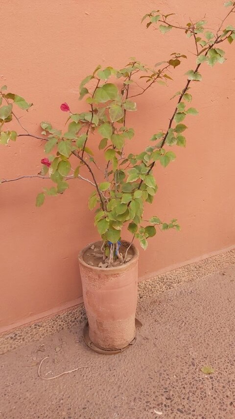 Una planta en test amb fulles verdes i unes quantes flors vermelles està col·locada sobre una superfície de grava contra una paret de color préssec.
